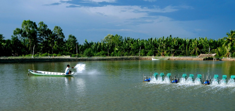Cải thiện môi trường nước ao nuôi thủy sản