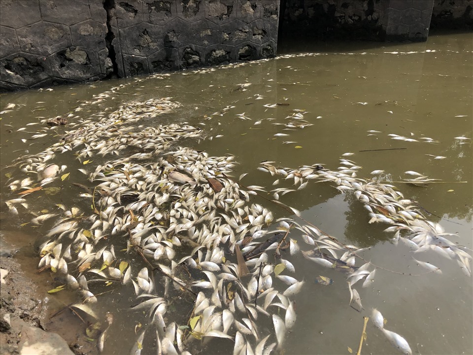 Ô nhiễm môi trường nước làm cho cá trong ao hồ chết hàng loạt