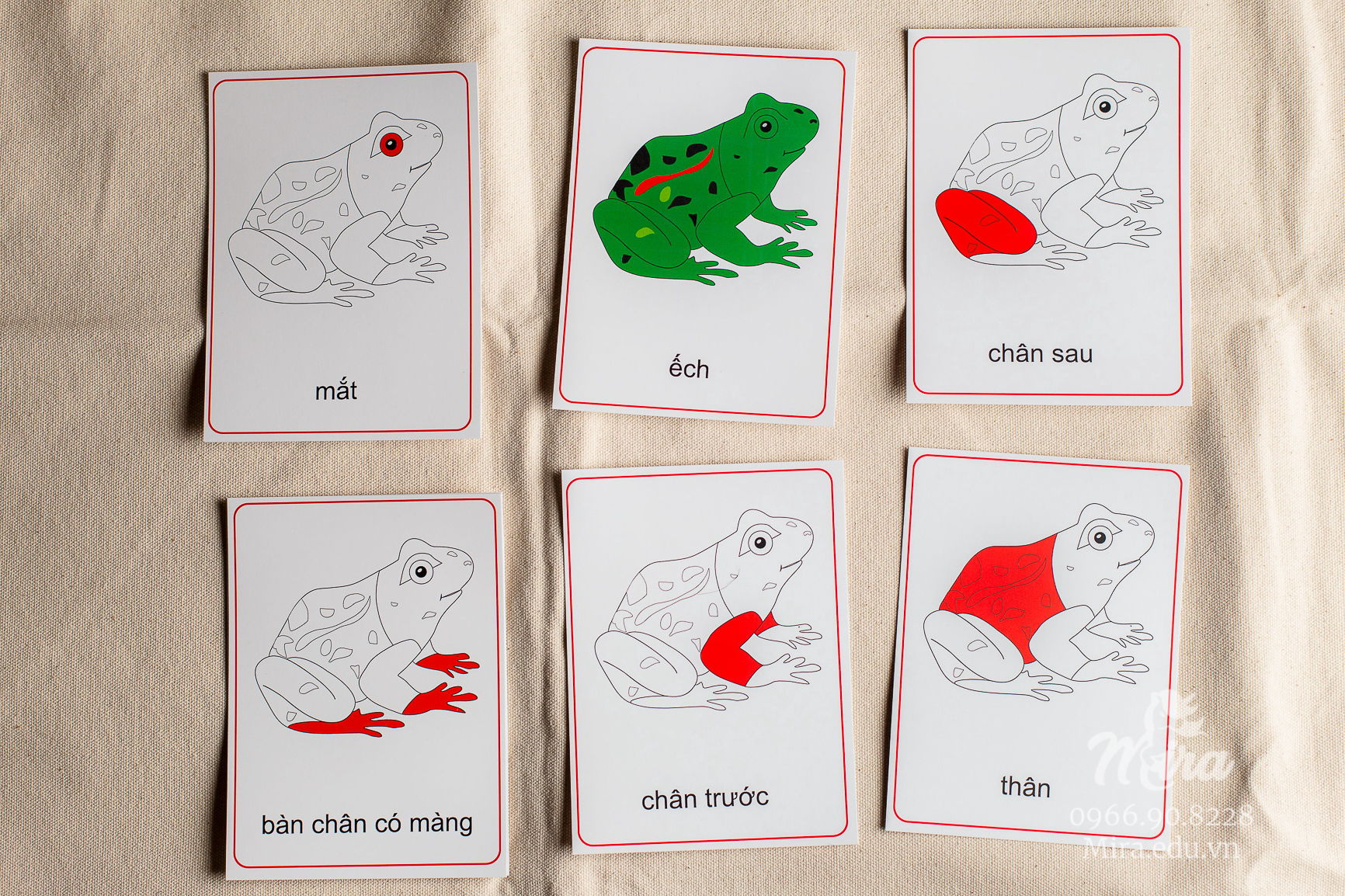 File thiết kế thẻ 3 phần các bộ phận của ếch - Theo tủ động vật không có khay - Tiếng Việt