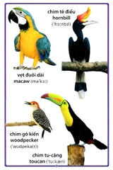 Cuốn Sách Lớn Đầu Tiên Của Tôi Về Chim Chóc